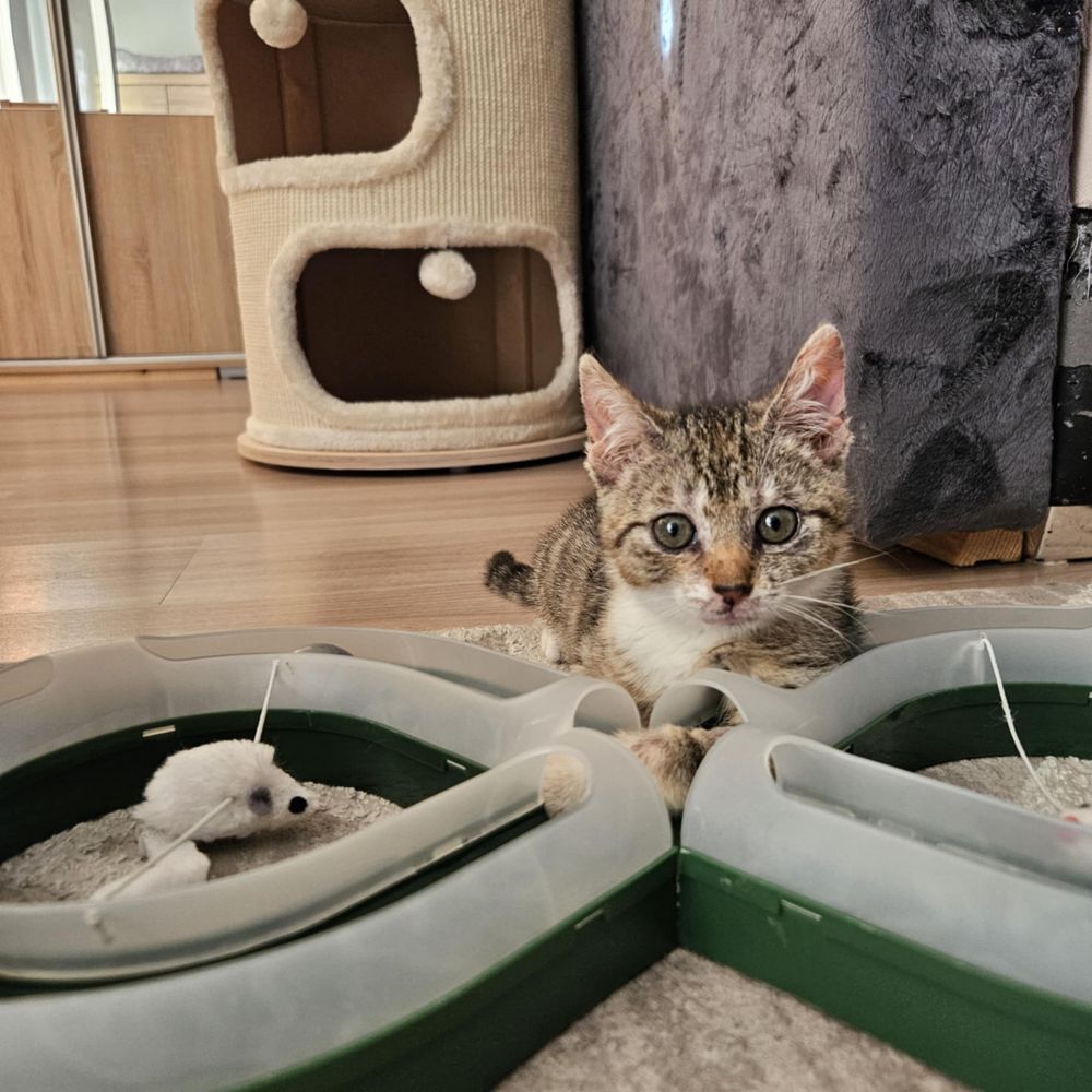 Mały słodziak do adopcji