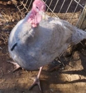 Perú  macho cinzento