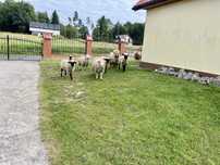 Sprzedam 14 baranów czarnogłówki i merynosy