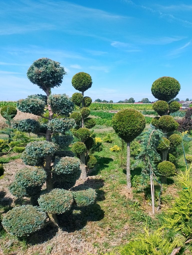 Sprzedam Bonsai ogrodowe