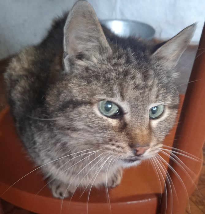 Мои любимые котики