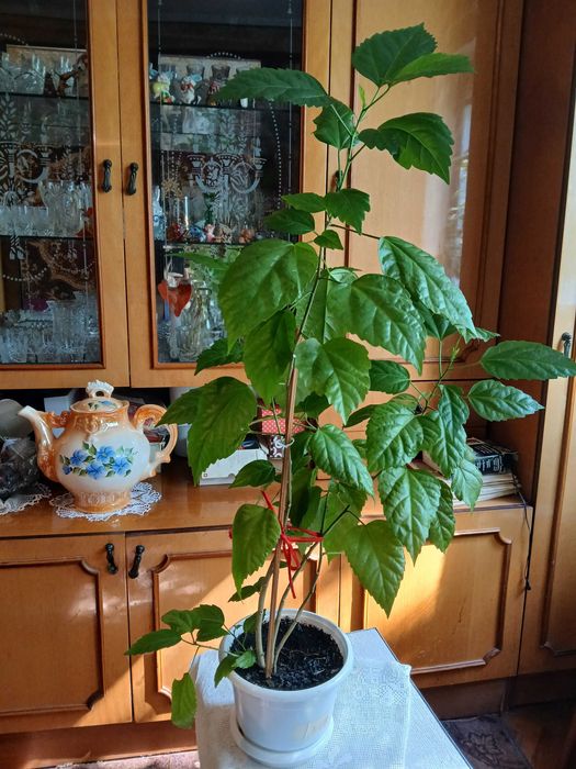 Китайська троянда гібіскус доросла квітка