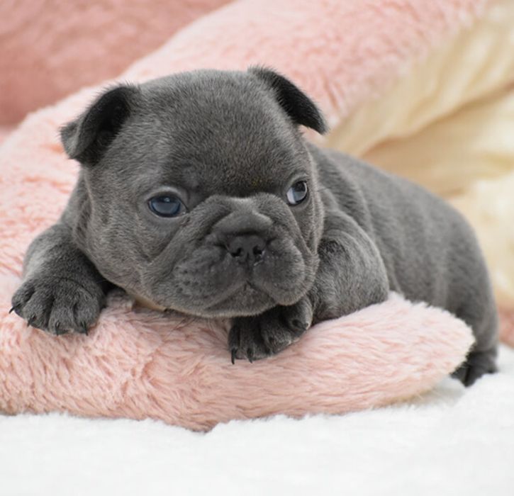 Віп малиш Француз, блакитний