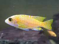 Aulonocara fire fish, taiwan reef