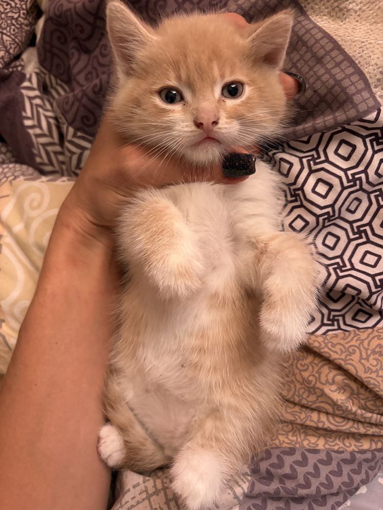 Котик хлопчик 1,5 місяці