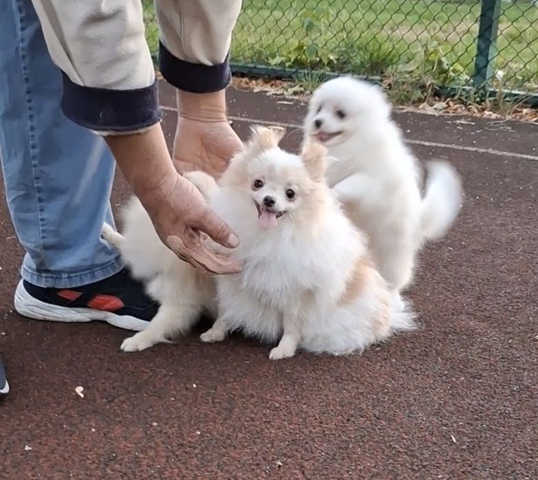 Детки с документами! Мини-щенки, померанцы на ладошку! Киев.