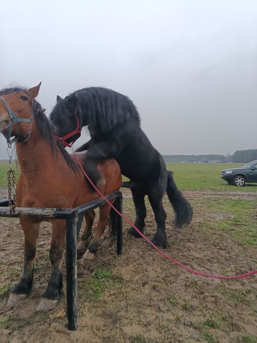 Ogier sztum reproduktor