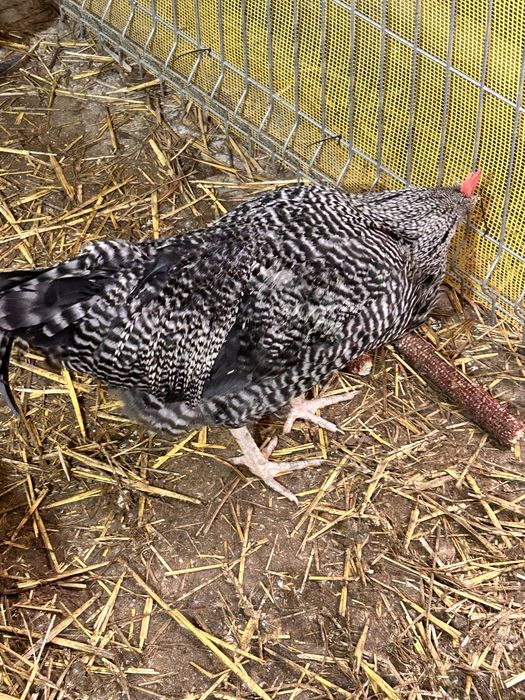 Sprzedam koguty w wieku 20 tygodni