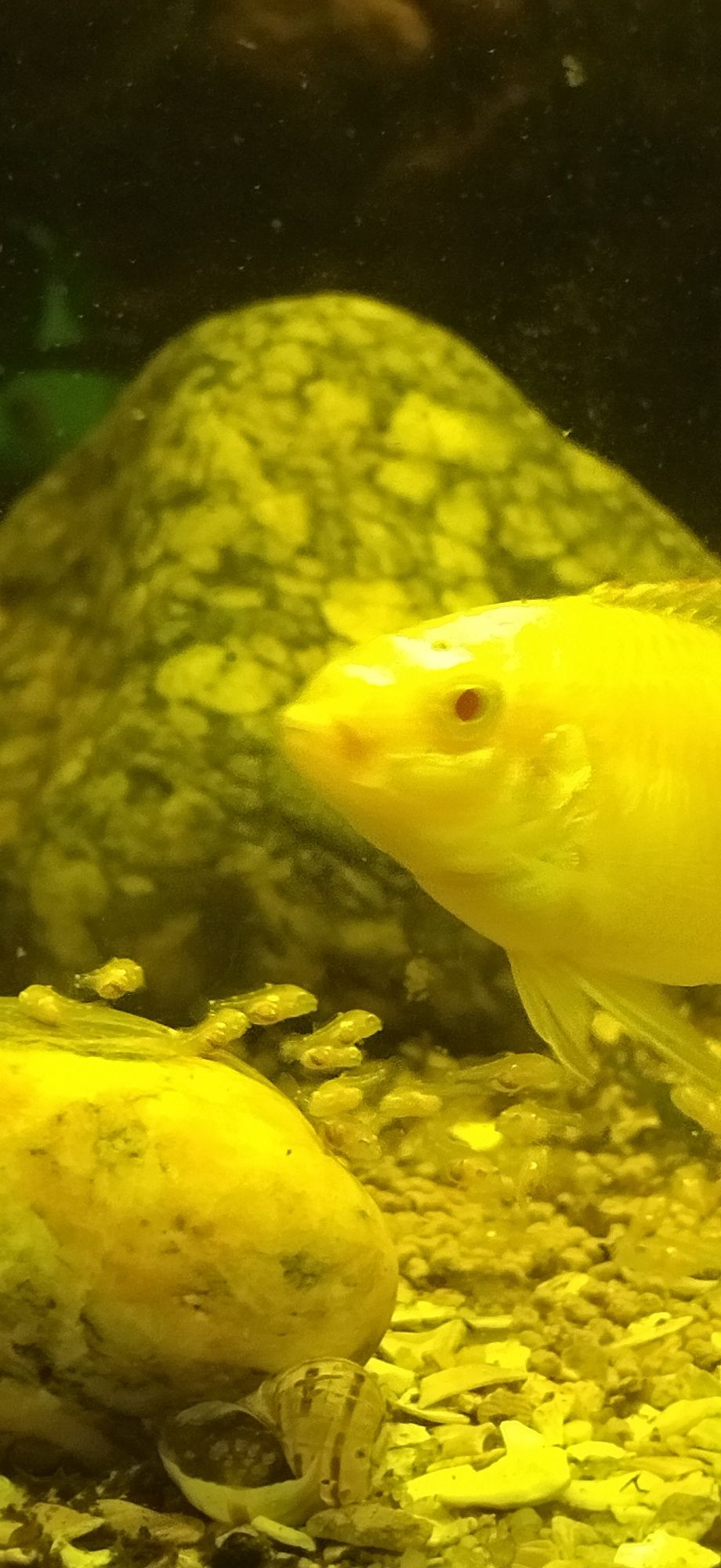 Pelvicachromis pulcher kribensis albino full red