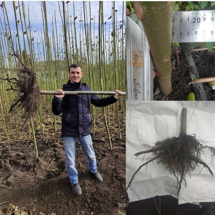 Саджанці павловнії однорічні, морозостійкі! Павловнія. Павловния