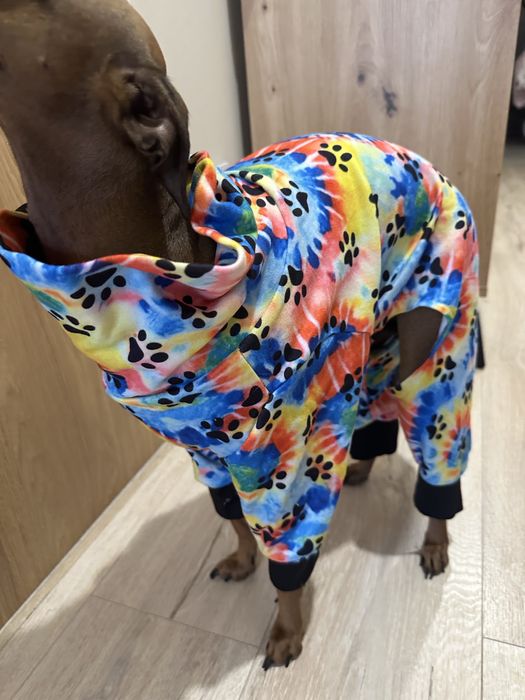 Piżamka dla psa charcik włoski, whippet