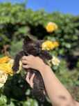 Продам британских котят