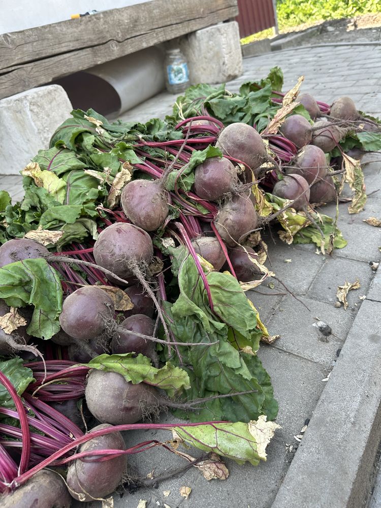 Продам столовий буряк