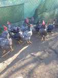 Ovos Galados de pedrés PORTUGUESA.