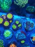 Corais zoantus de agua salgada