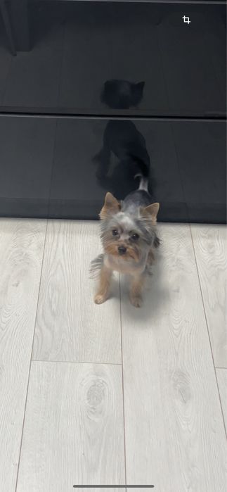 Срочно мини йоркшерский терьер мальчик 6 месяцев