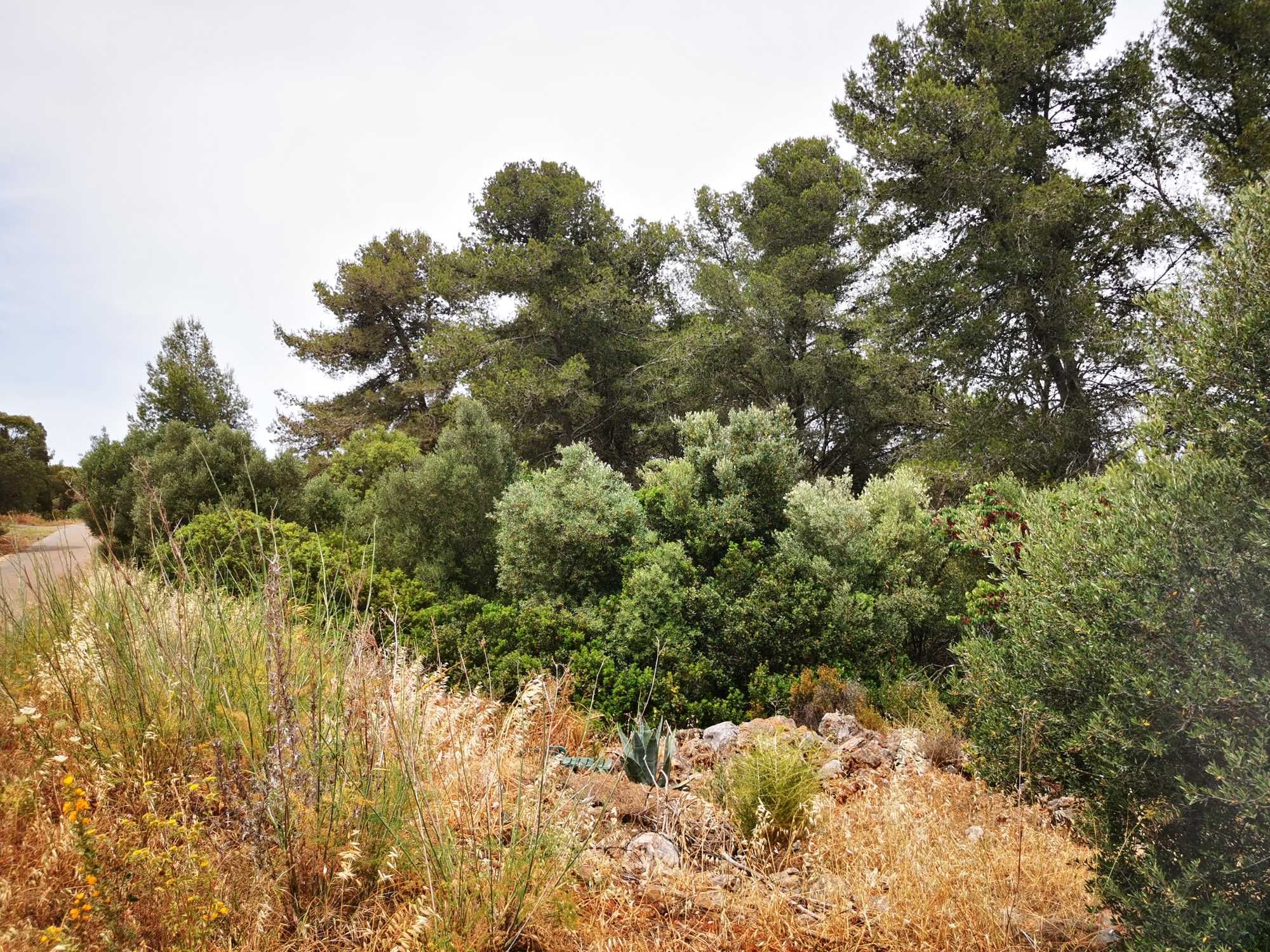 Limpeza de terrenos,desmatações /Landscape clearance,landscape changes