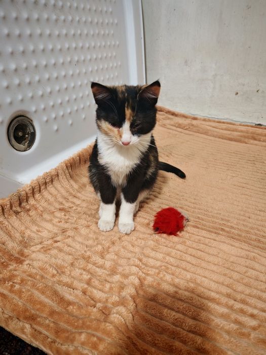 Кошенята в дбайливі руки