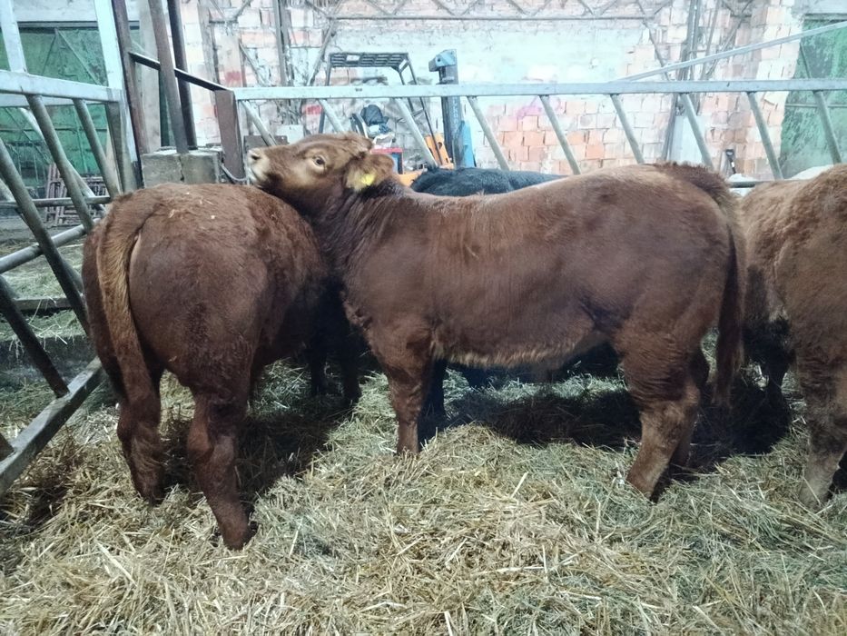 Byczki Limousine Mięsne LM MM Polskie