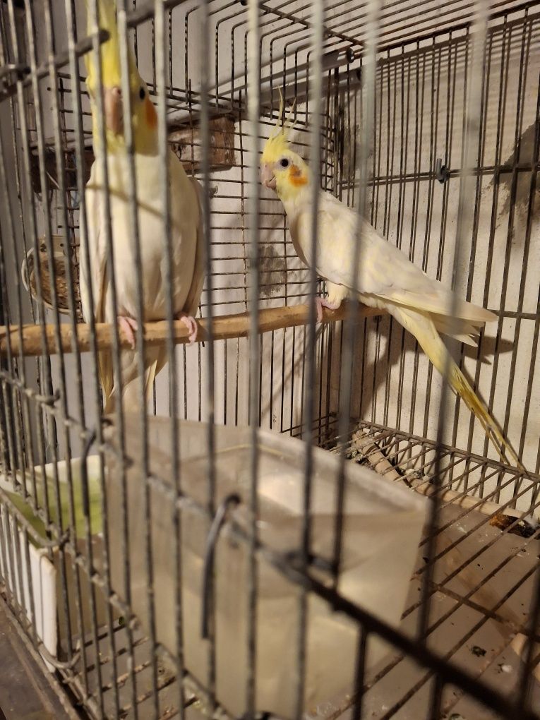 Aves de bico curvo