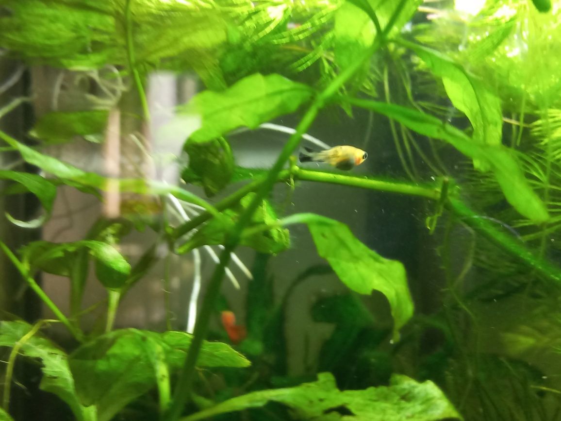 Peixes molly e guppies  jovens e camarão neocardina