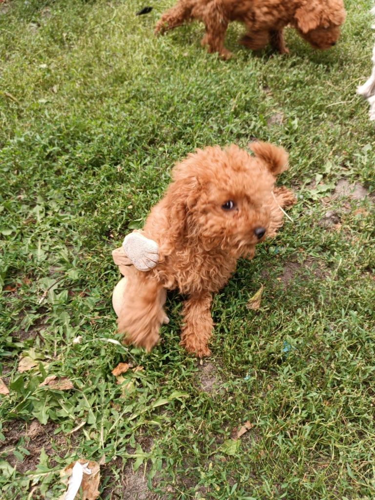 Pudel toy suczka red