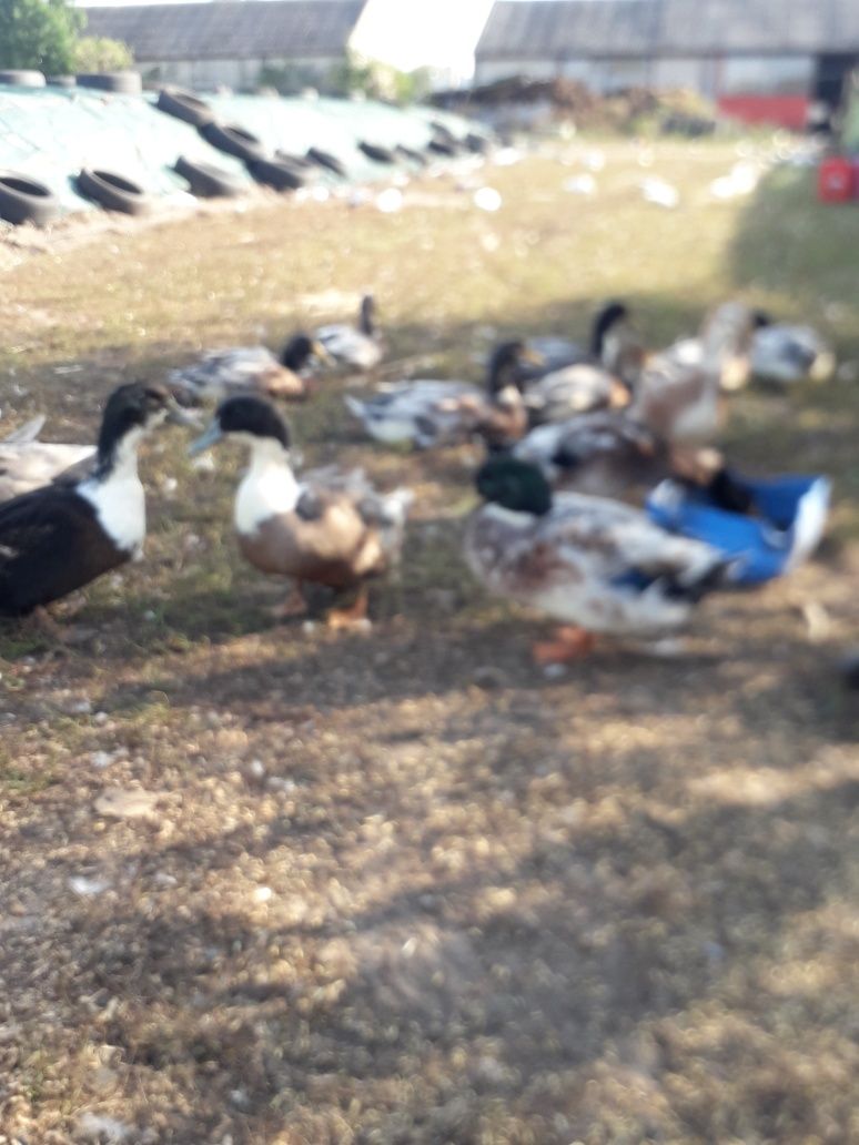 Kaczory staropolskie i jajka legowe