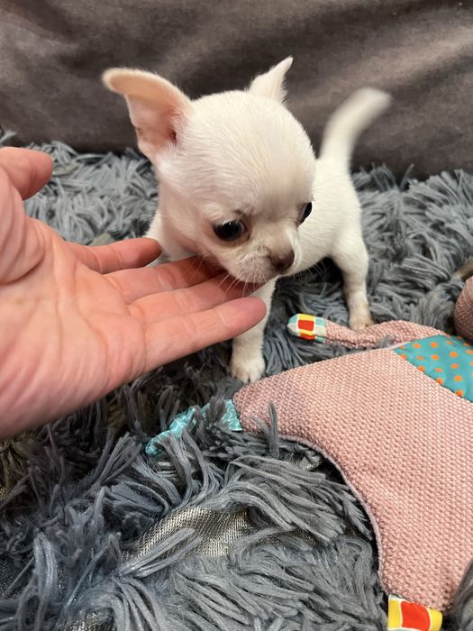 Девочка чихуахуа , мини чихуахуа