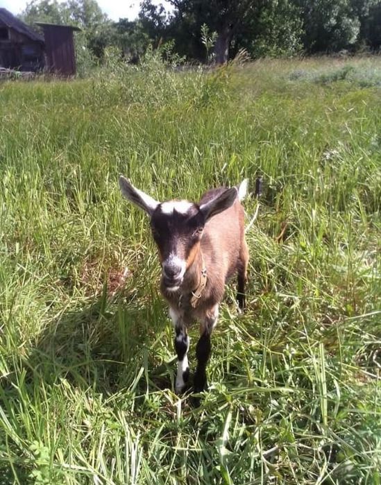 В продажі є дійна коза і 2 молоді кізочки