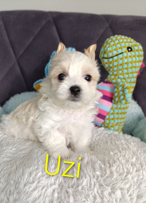 Prześliczny chłopczyk Golddust Yorkshire terrier