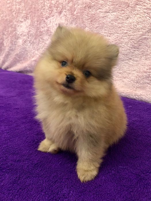 Lulu da Pomerânia Olhos Claros
