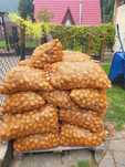 Sprzedam  ziemniaki paszowe po  40groszy/kg