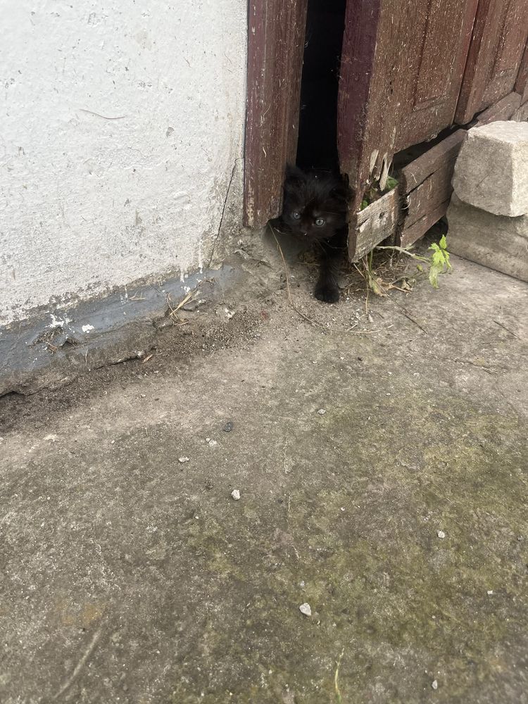 Ввідам в хороші руки кошеятко