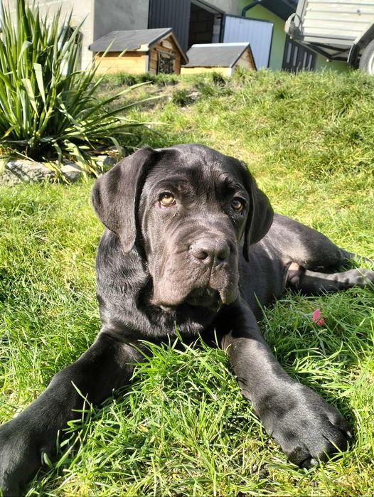 Sprzedam Cane Corso