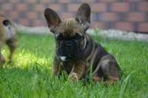 buldog francuski