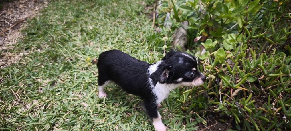 Chihuahua disponível para entrega imediata