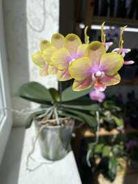 Домашня орхідея Sogo Lawrence