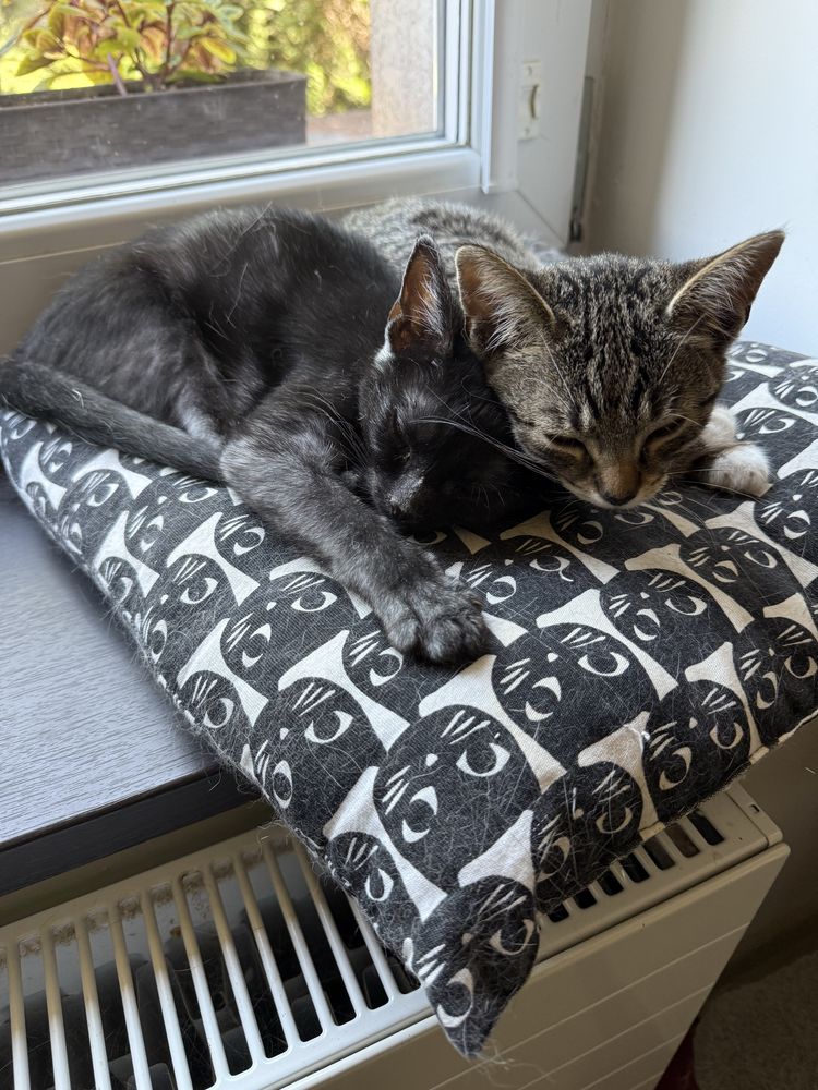 4 mies. kociaki do adopcji