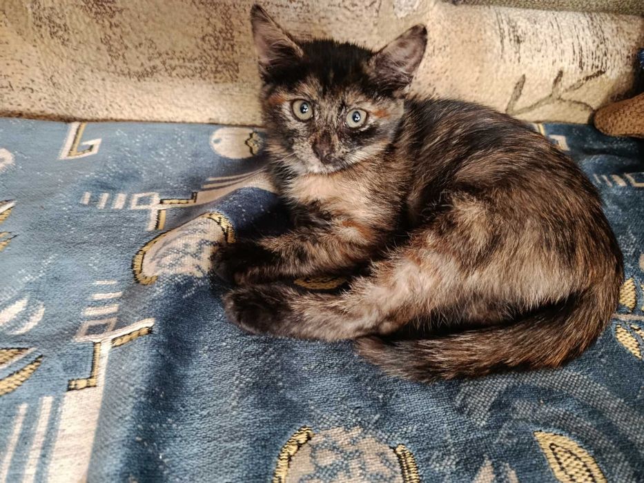 Отдам бесплатно котят