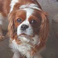 Dorosła suka cavalier king Charles spaniel