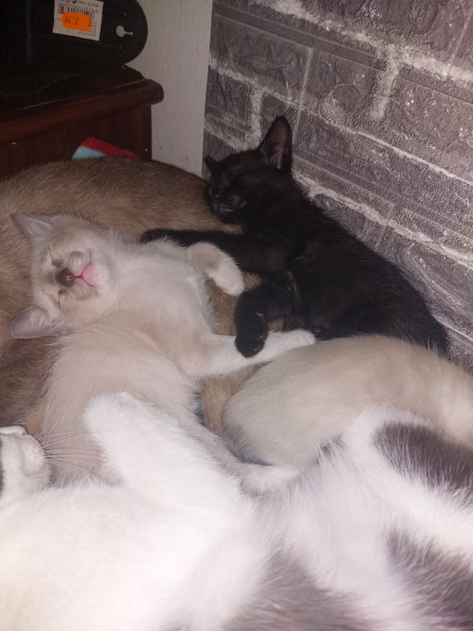 gatinhos para adoção