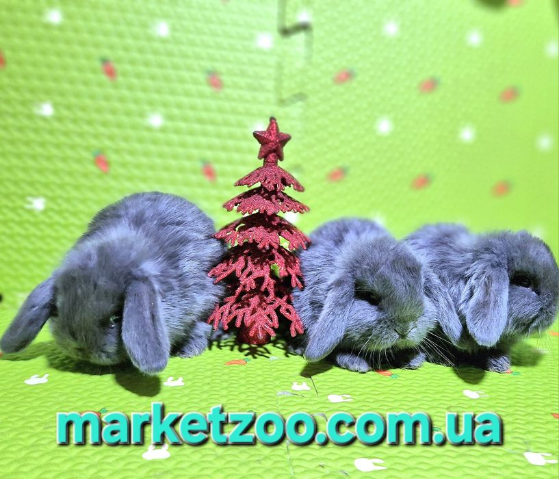 Ексклюзивна пропозиція для справжніх цінителів краси та ніжності!