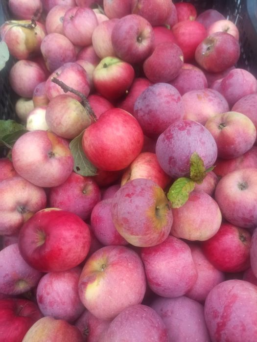 Продам домашні яблука,та груші