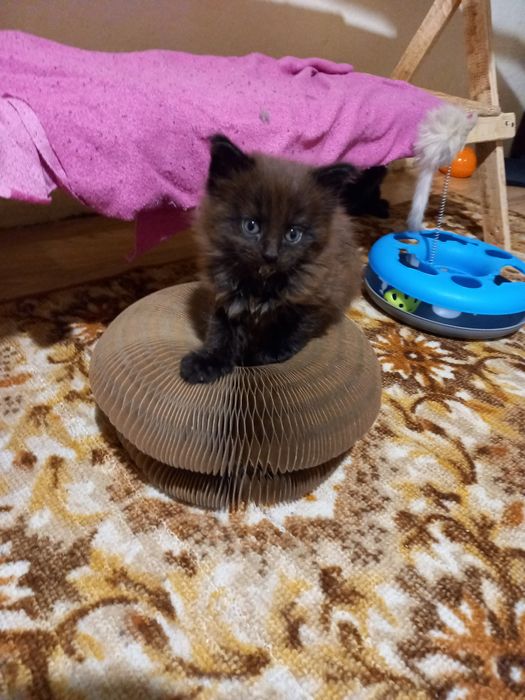 Котята в любимчики
