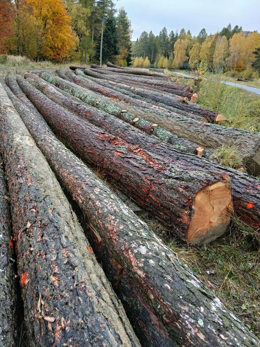 MODRZEW , dłużyca tartaczna , kloce