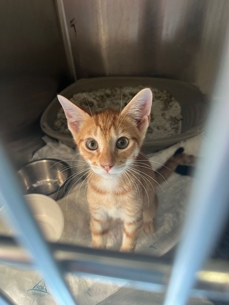 Gatinhos bebés com esterilização gratuita