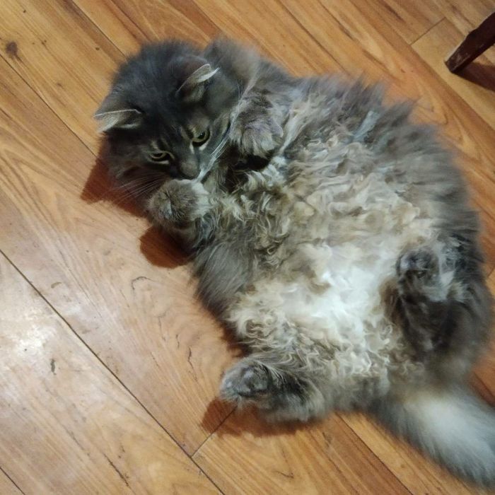 Отдам кошечку в хорошие руки