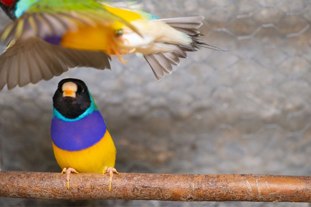 Diamantes de Gould