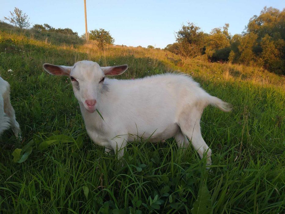 Молоді цапики зааненської породи