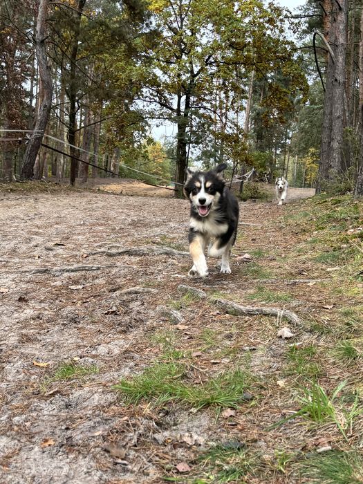 Owczarki australijskie